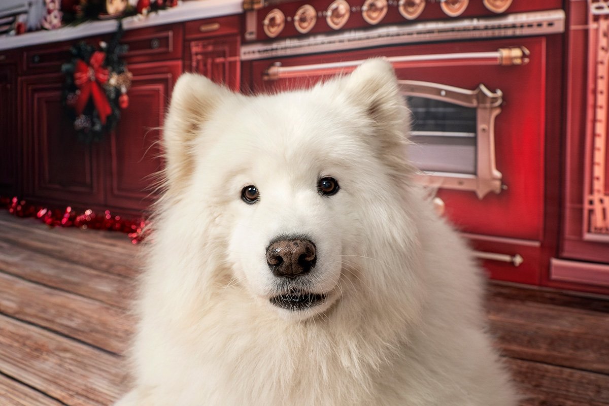 sesión de fotos de navidad para niños en madrid. Fotos de navidad en Madrid